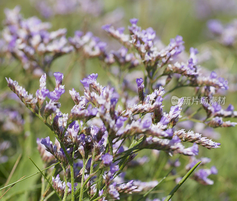 海薰衣草(Limonium vulgare)